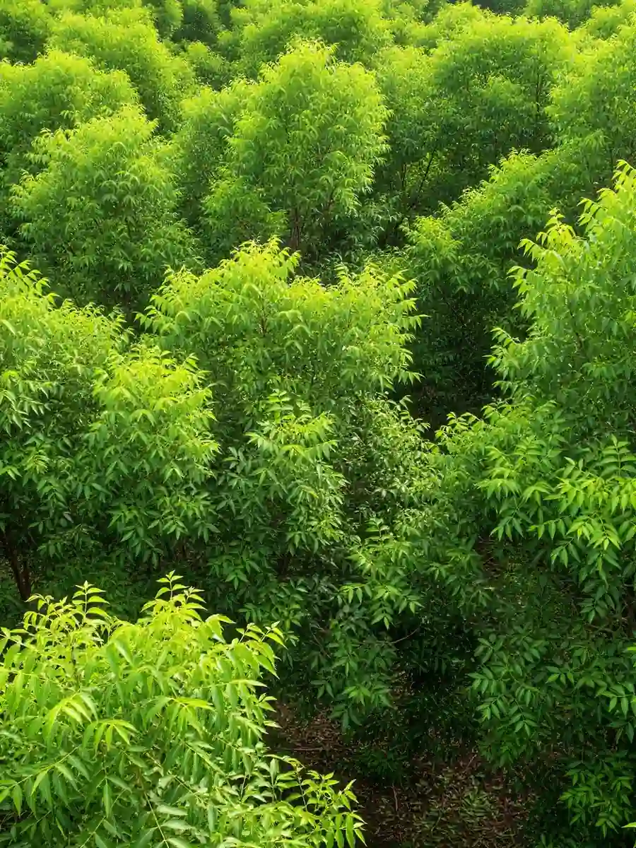 Neem forest