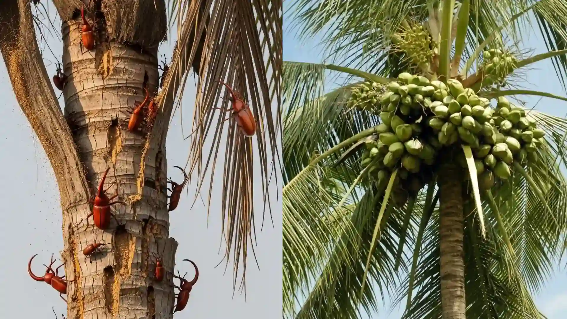 Go Organic, Grow Strong with Neem