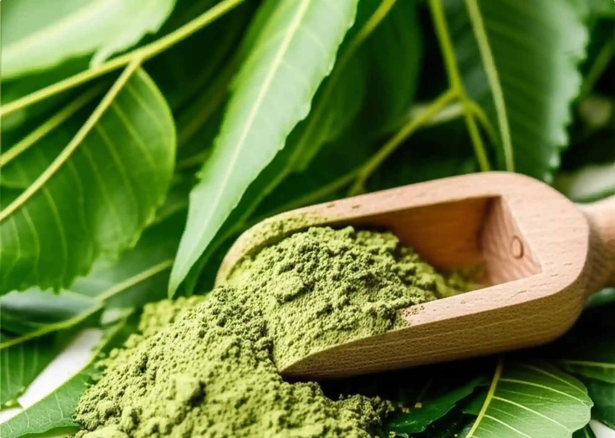 Neem leaves powder